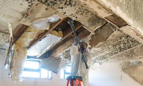 Why You Should Choose Our Mold Remediation Services in Lake Lotawana, MO